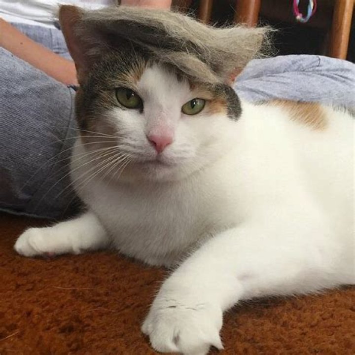 trump-your-cat-1